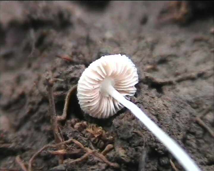 Pluteus spec.  24. 07. 2004